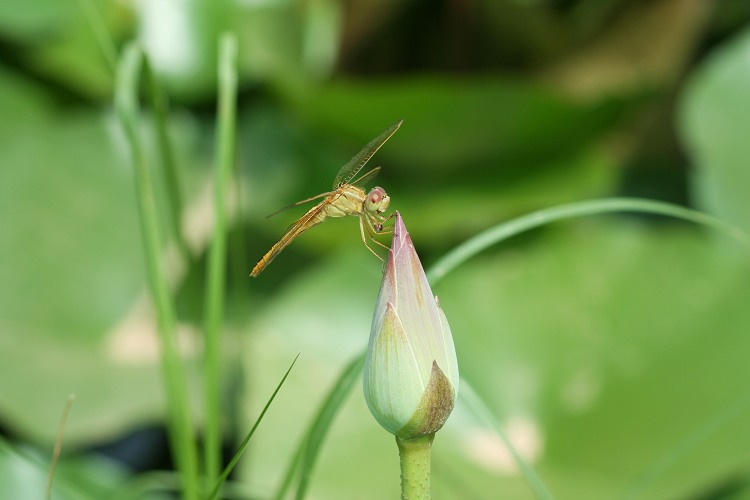 蜻蜓季节