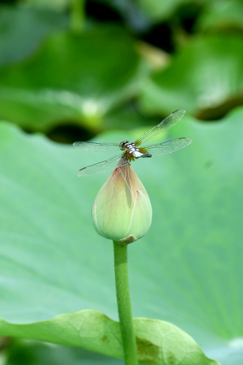 蜻蜓季节