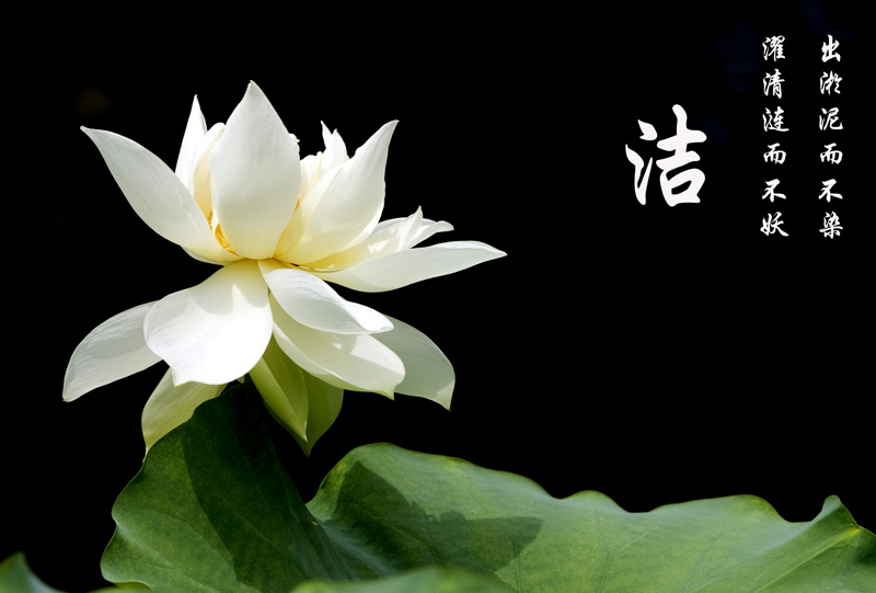 [原创]冰清玉洁