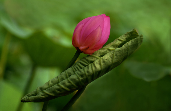荷