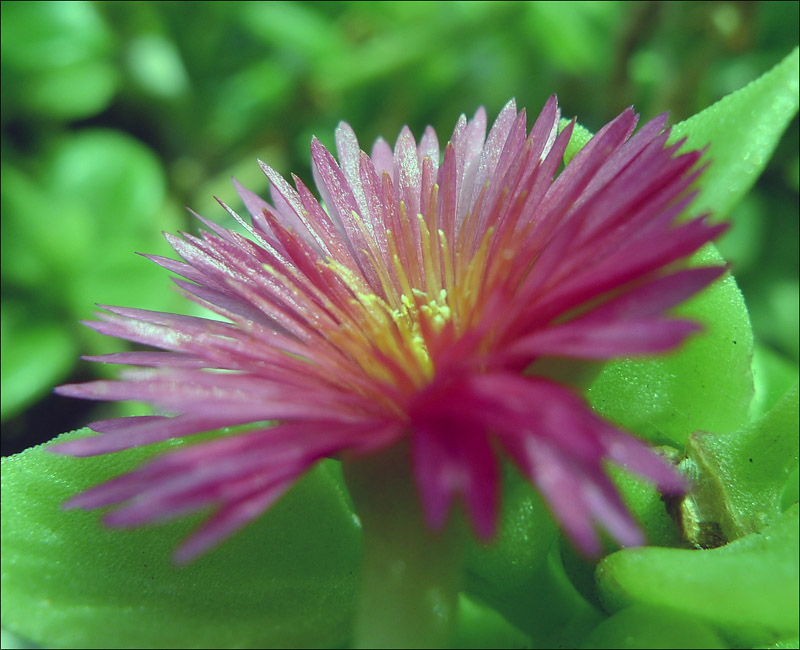 梅兰竹菊花卉帖