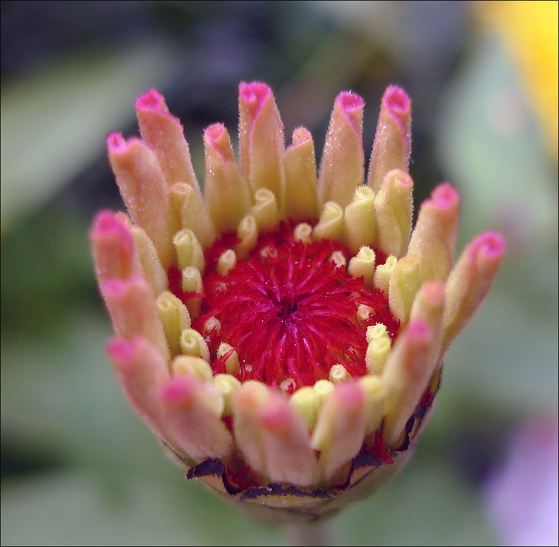 梅兰竹菊花卉帖
