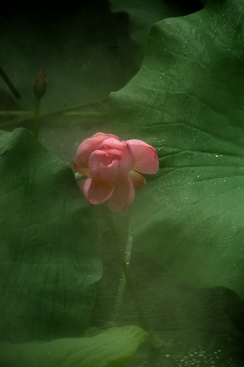 轻雾烟荷