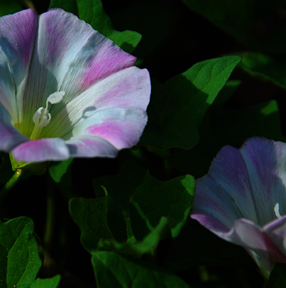 梅兰竹菊花卉帖