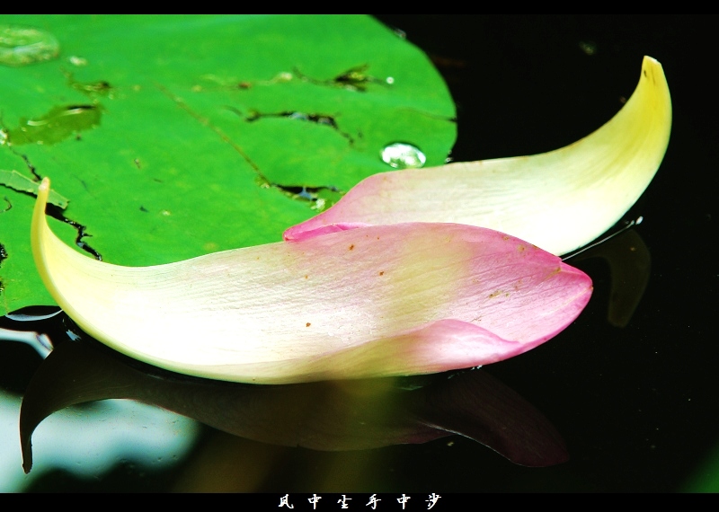 在梦的轻波里依洄