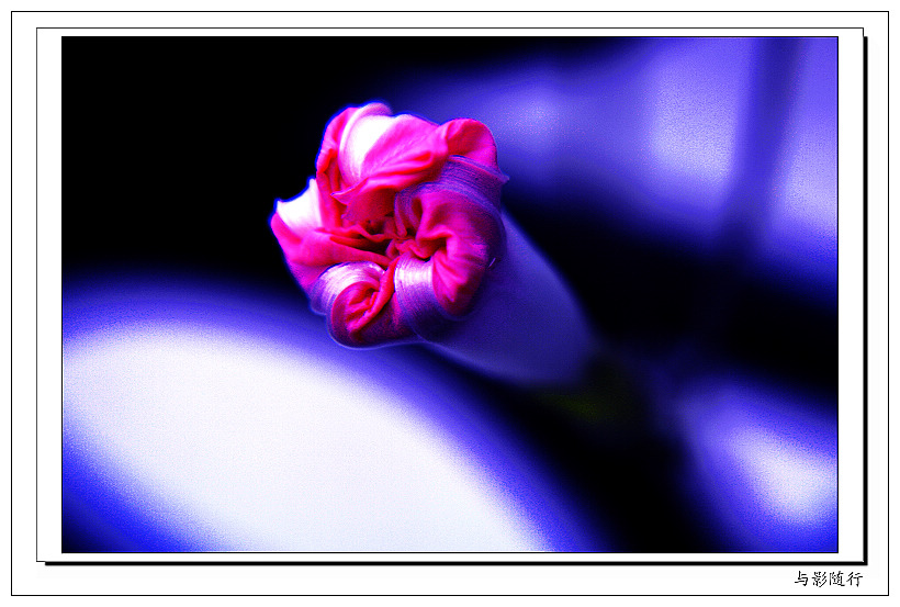 花蕾