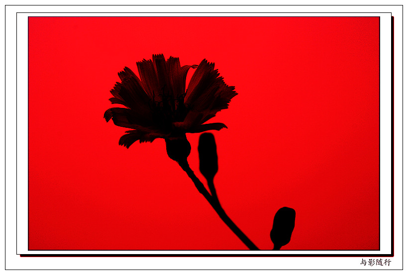 花蕾