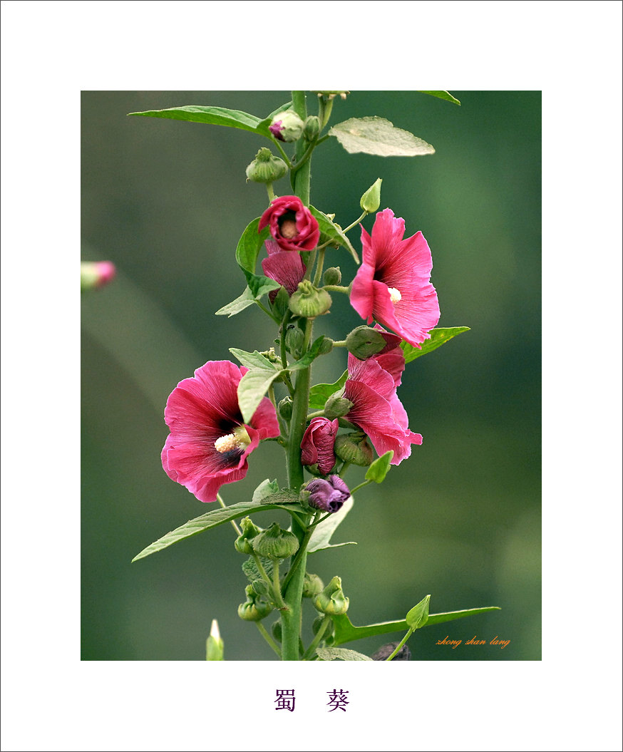 梅兰竹菊花卉帖