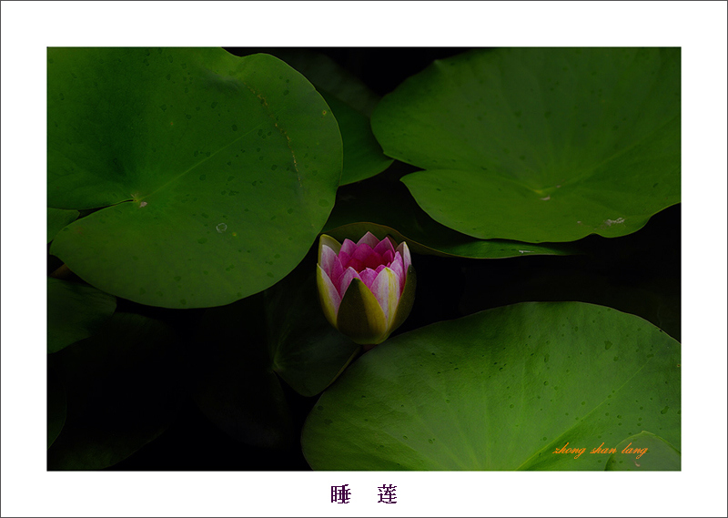 梅兰竹菊花卉帖