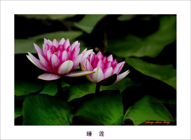 梅兰竹菊花卉帖