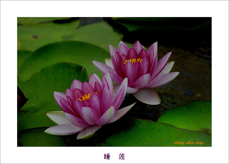 睡莲