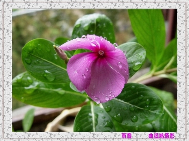 梅兰竹菊花卉帖