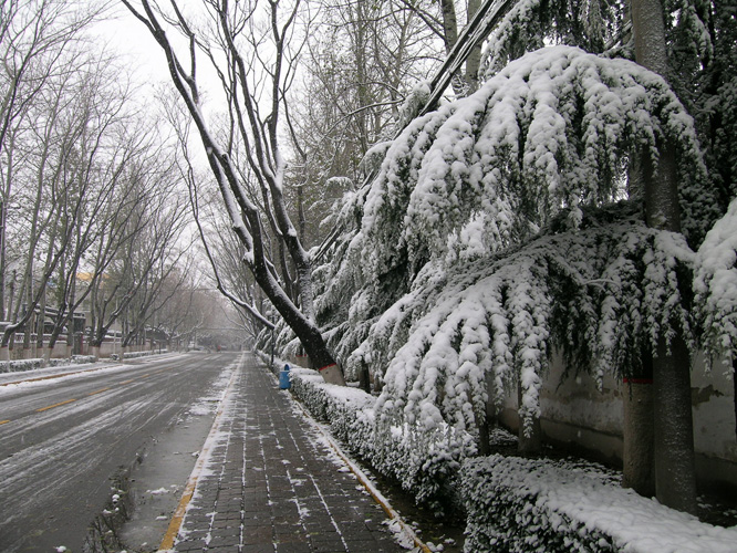 油城雪景