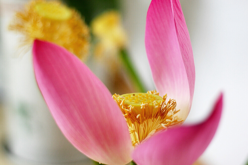 荷