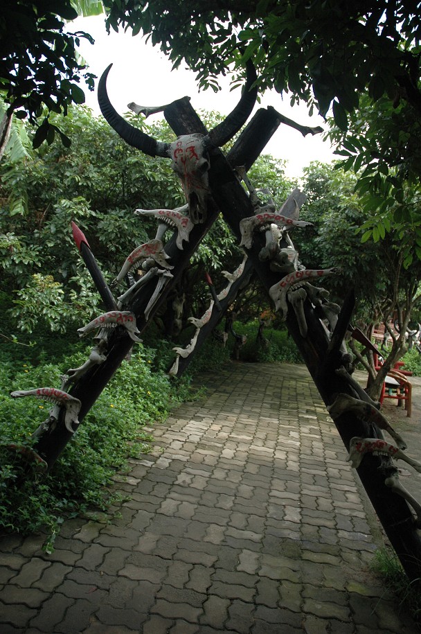 蛋族