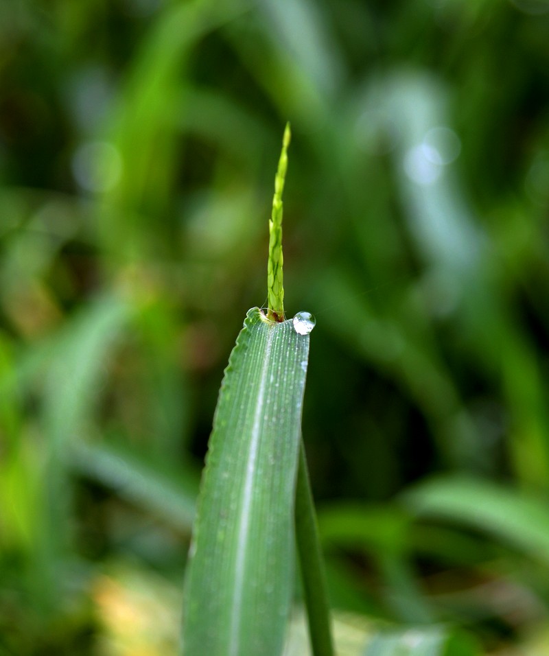 路边野草