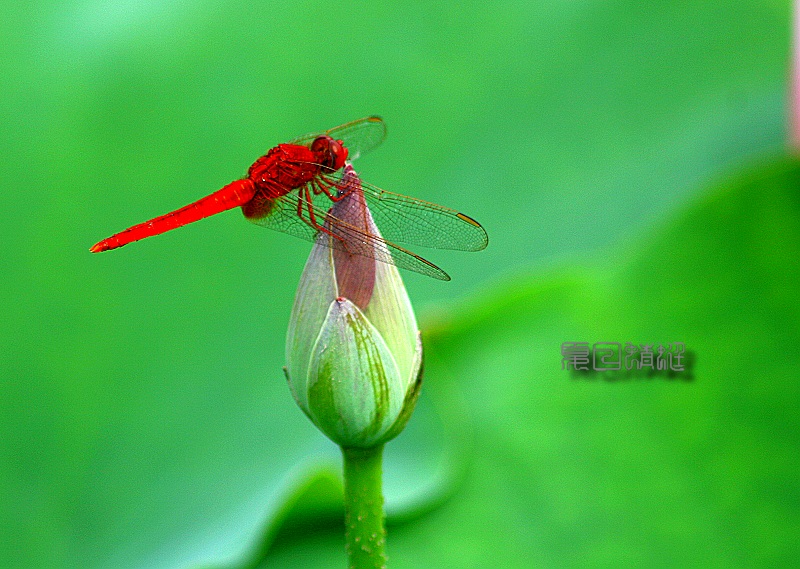 蜻蜓季节