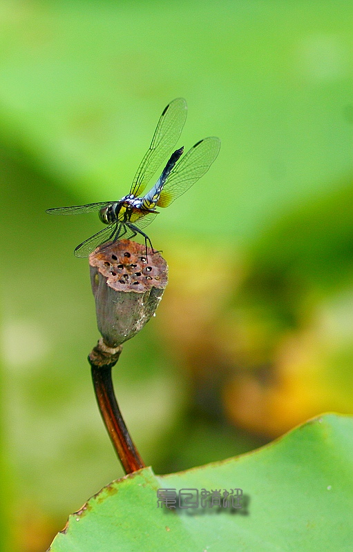 蜻蜓季节