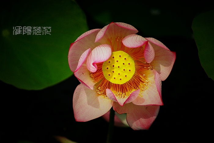 蜻蜓季节