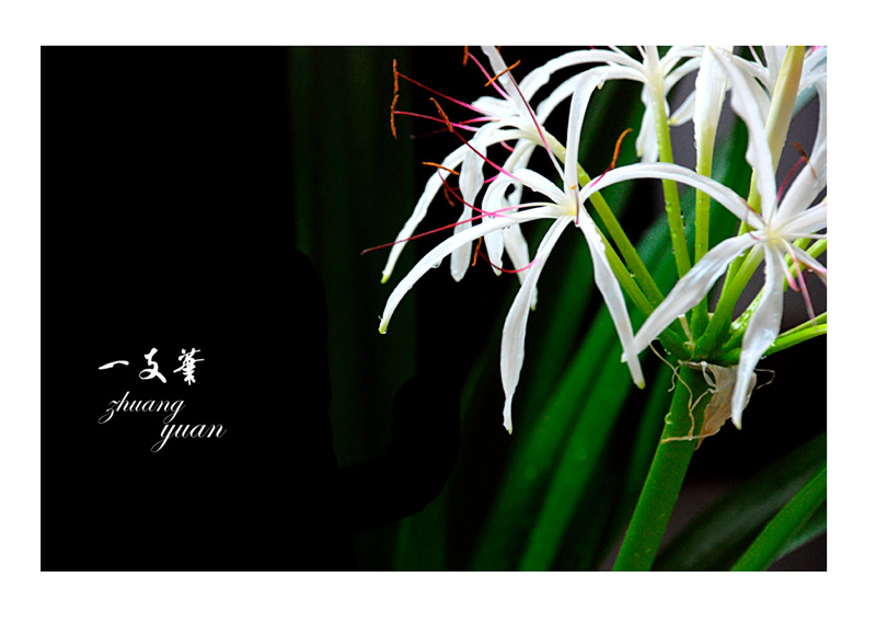状元花