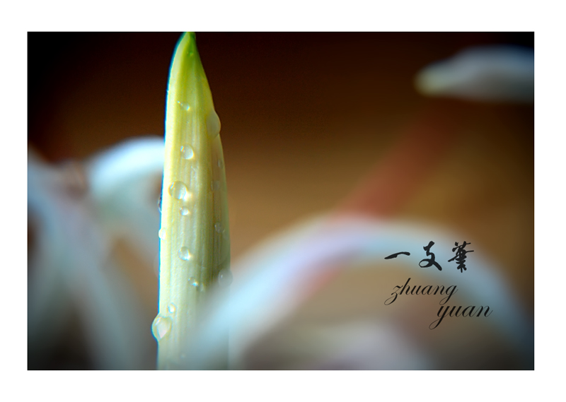 状元花