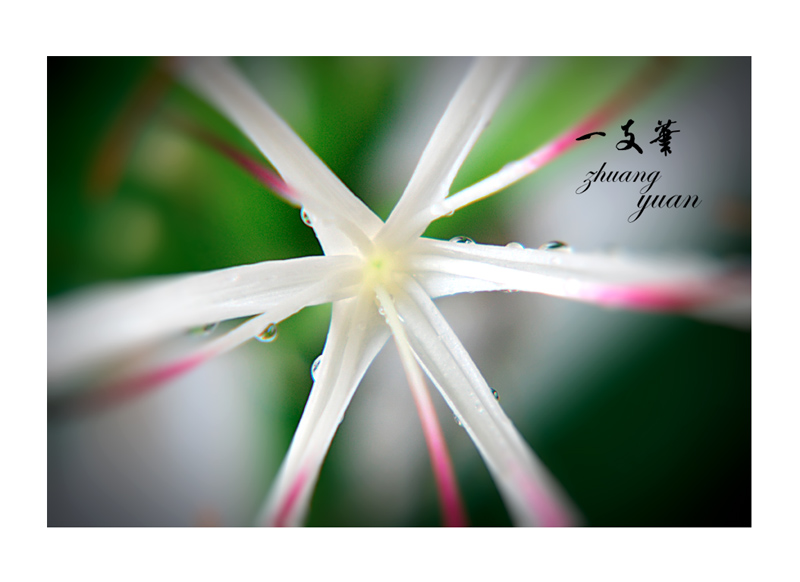 状元花