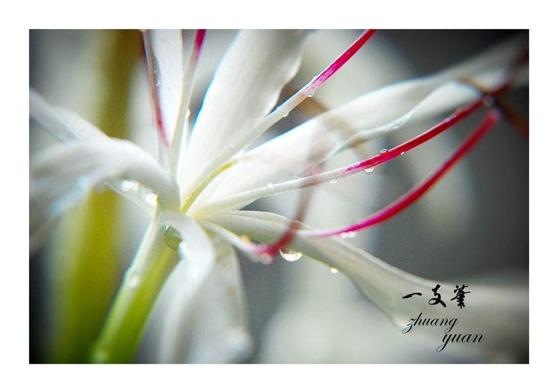 状元花