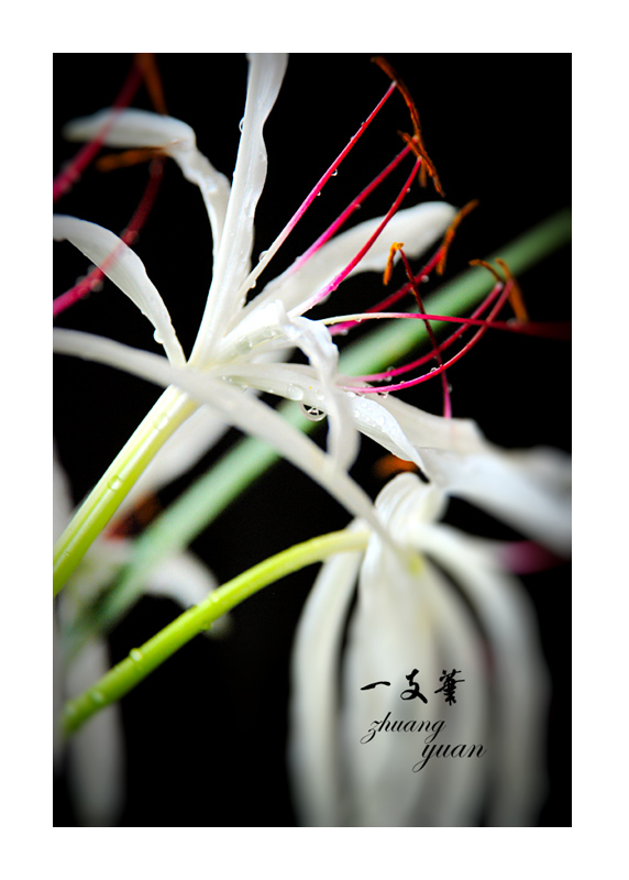 状元花