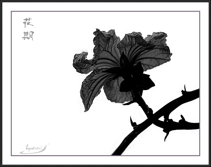 [原创]..花期