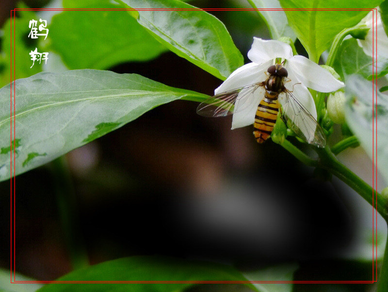 [原创]有幸过了把天价机的瘾
