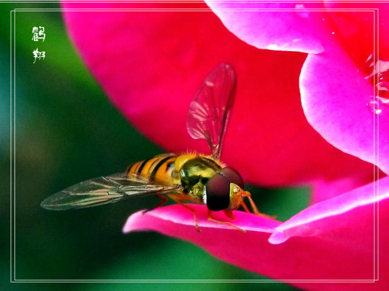 [原创]有幸过了把天价机的瘾