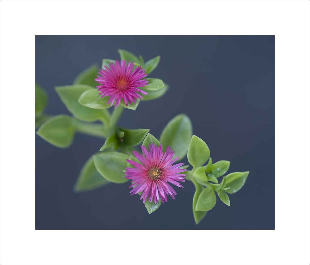 美丽的小花