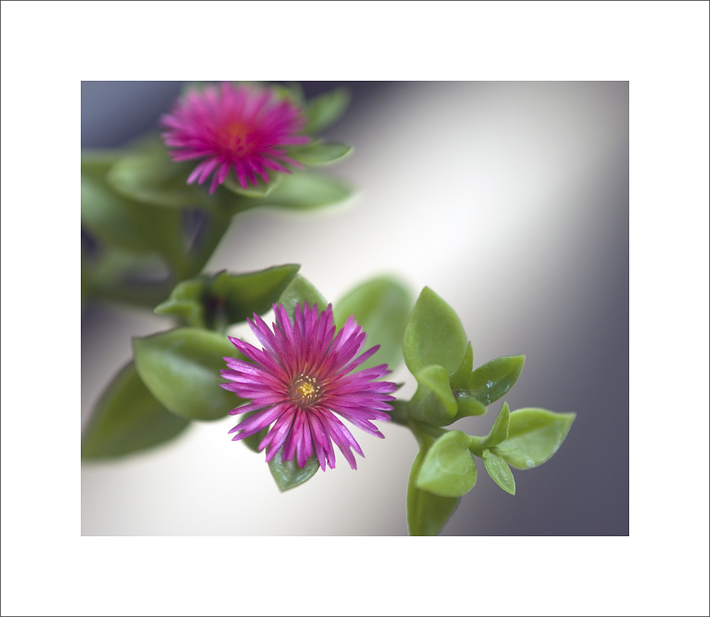 美丽的小花