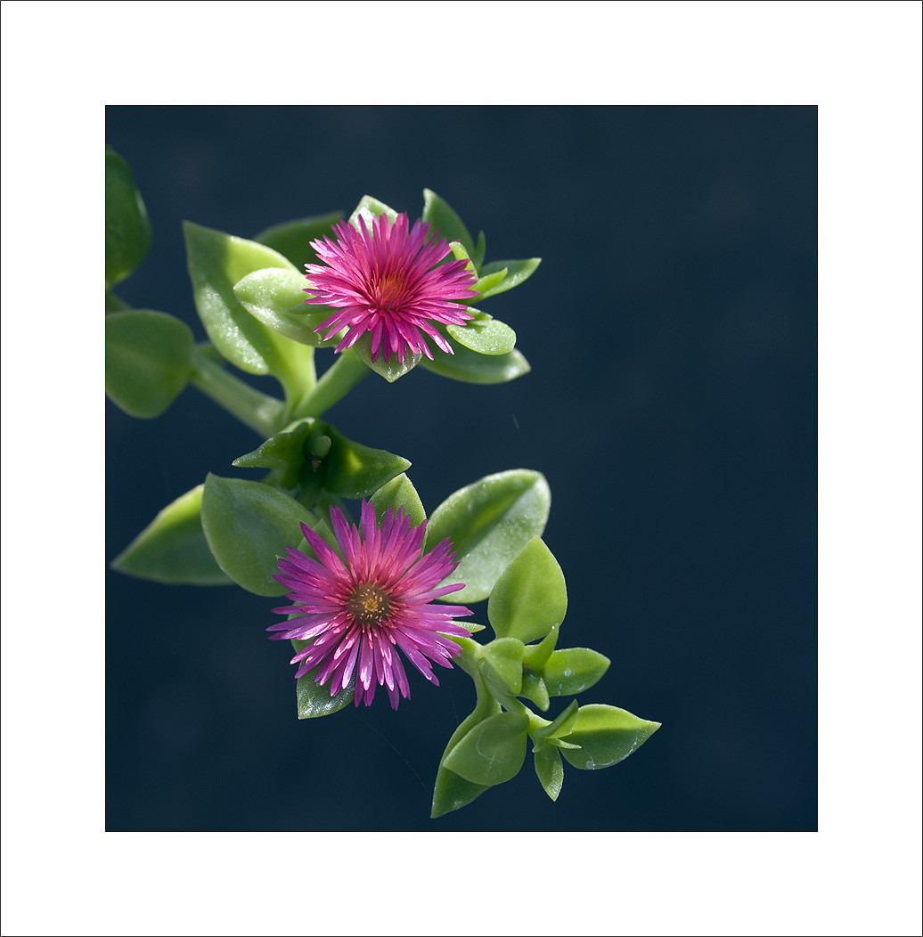 梅兰竹菊花卉帖