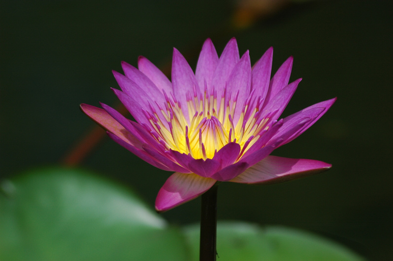 梅兰竹菊花卉帖