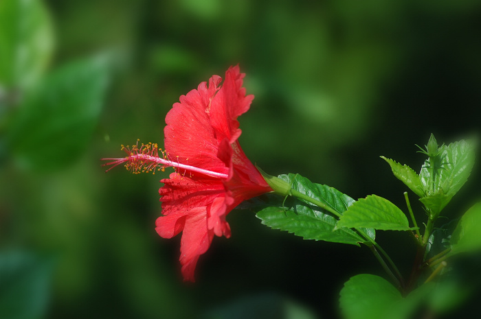 梅兰竹菊花卉帖