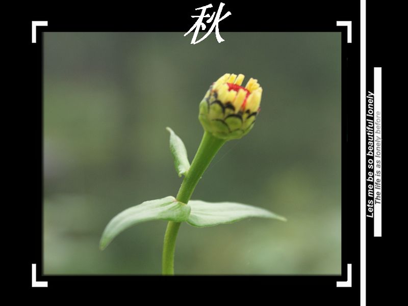 秋