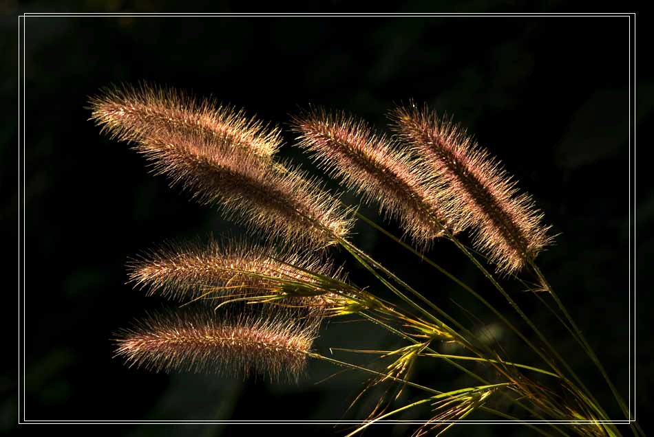 [原创]小草