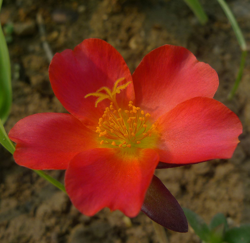 梅兰竹菊花卉帖