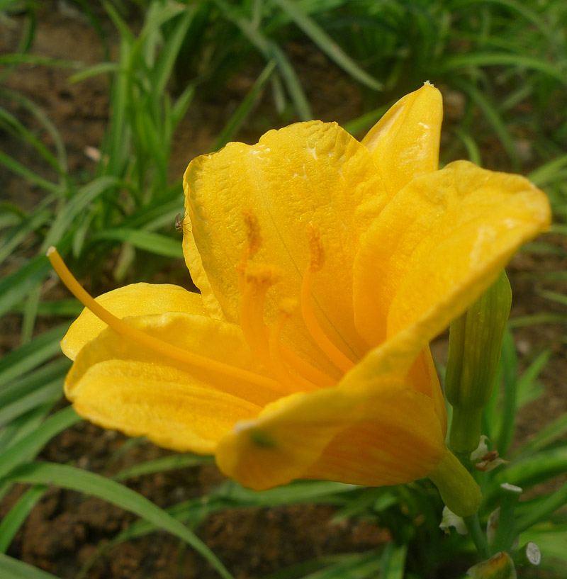 梅兰竹菊花卉帖