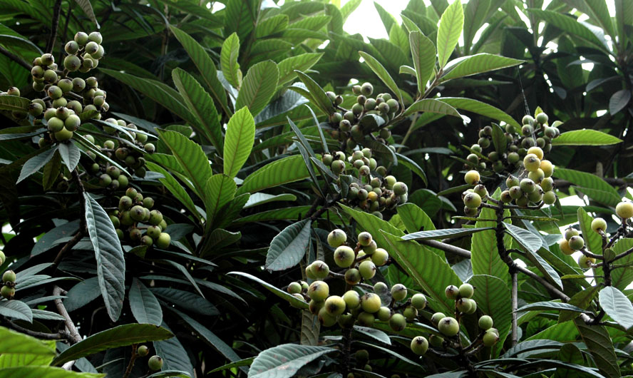 中国最美丽的茶乡西乡