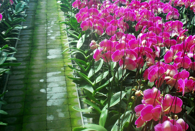 娇艳欲滴-----蝴蝶兰花开