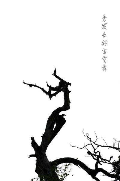 水冶古柏
