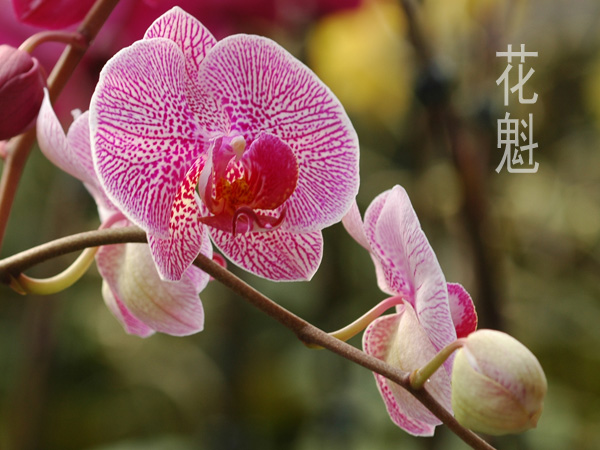 蝴蝶兰采风-----娇艳的蝴蝶兰