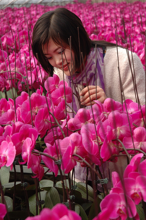 美丽蝴蝶兰中的少女