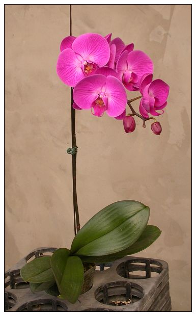 胡蝶兰小片