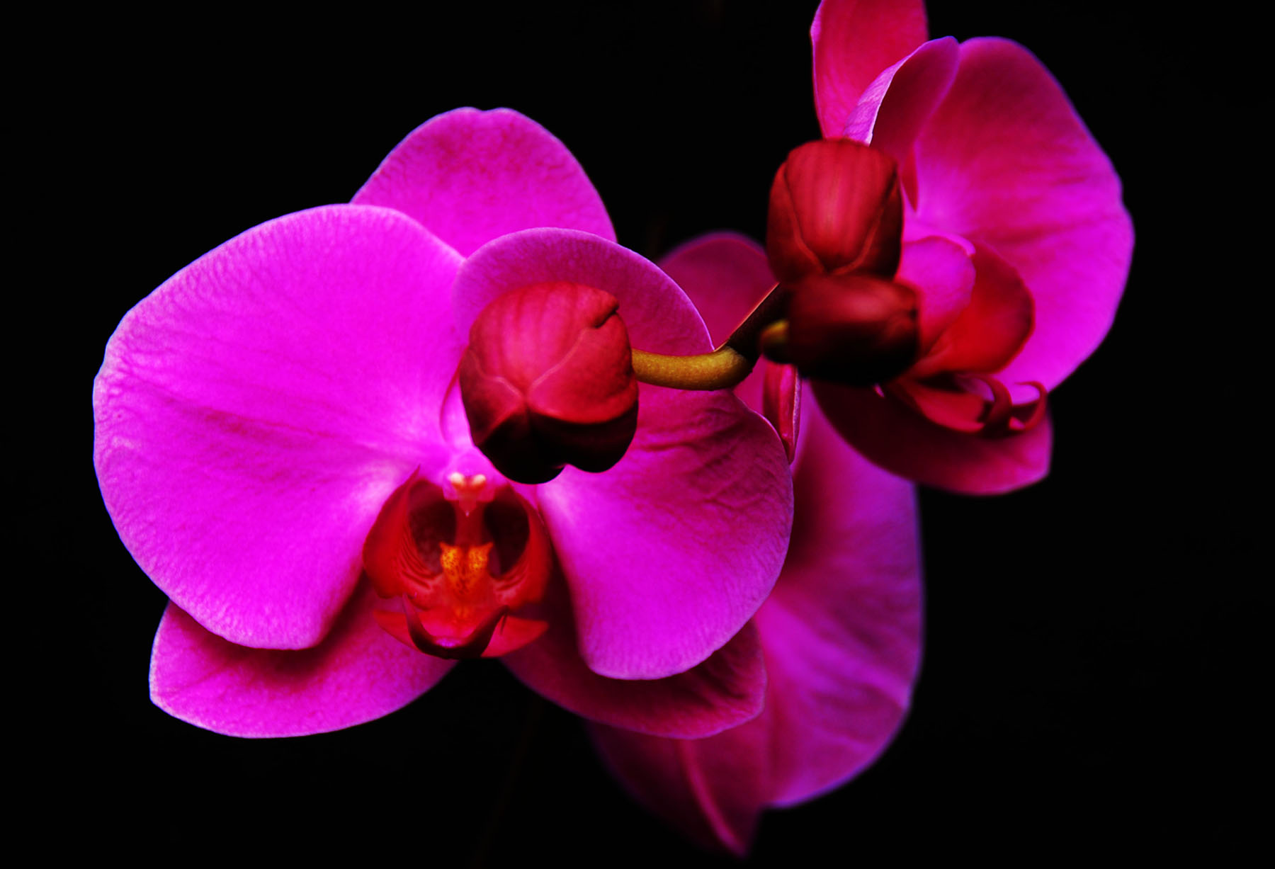 迷你蝴蝶兰