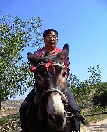陕北的驴趣风情