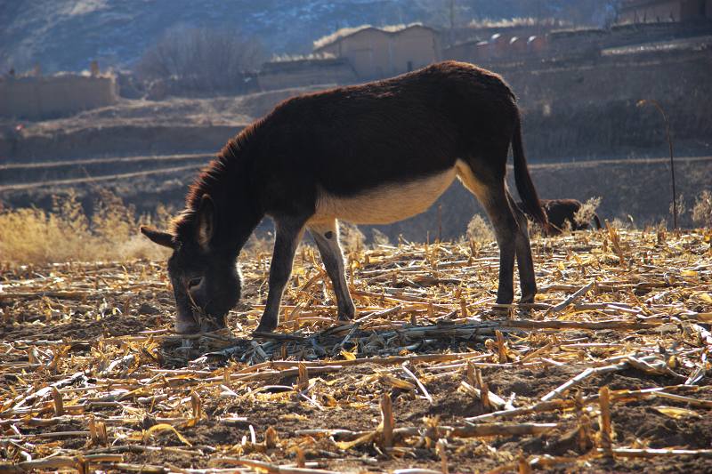 陕北的驴趣风情