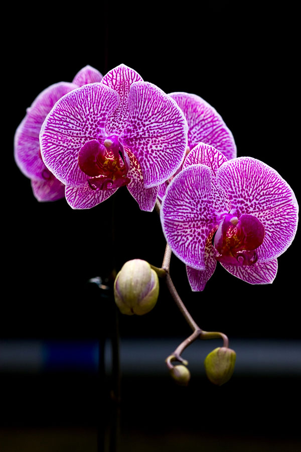 梦幻蝴蝶花精灵